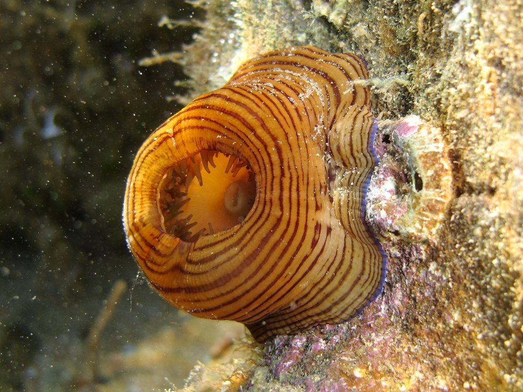 Actinia cari  (Delle Chiaje, 1825)